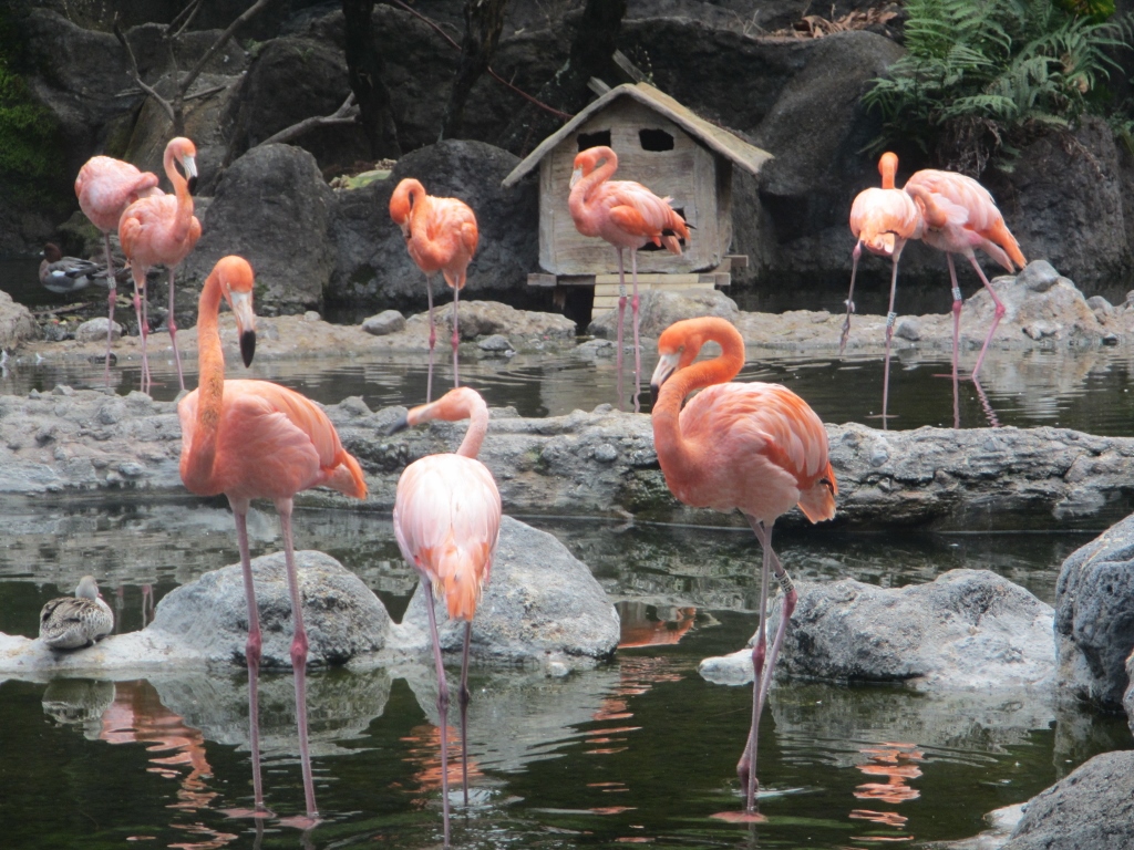 flamingos at Batu Secret Zoo